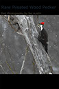 Pileated Wood Pecker