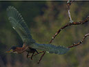 Green Heron Take Fight copy