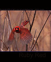 Red Cardinal III