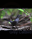 Gray CatBird