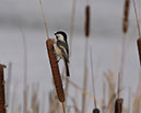 Chikadee & CatTail